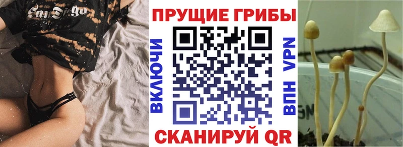 МЕГА как войти продажа наркотиков Великий Устюг Галлюциногенные грибы Cubensis